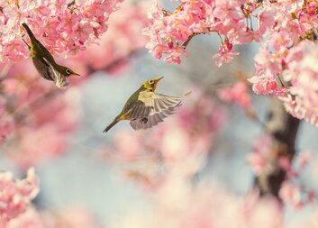 Pozvánky na přednášku a procházku v rámci SAS