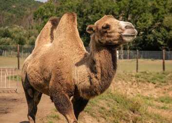 1. Tříkrálový průvod s velbloudy v Berouně